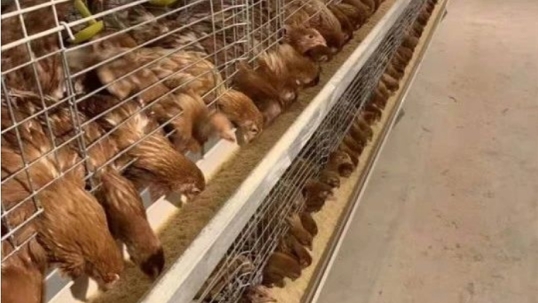 减少油脂添加量，蛋鸡生产性能会变成什么样？ | 降本增效
